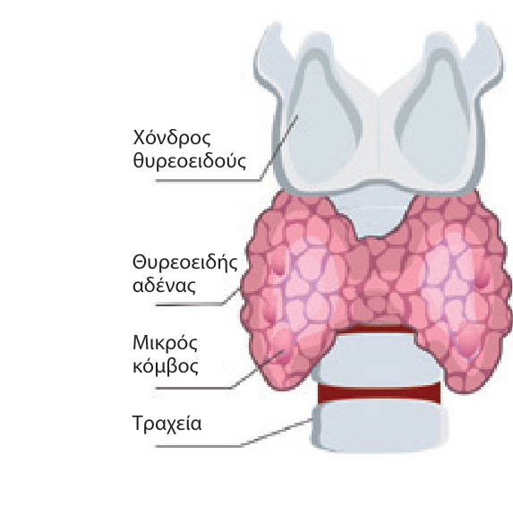 anosotherapeia kai endokrinopatheies